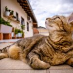 ペットと快適に暮らす注文住宅の工夫!間取り・素材選びのポイント